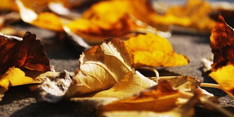 Koruna posílila vůči euru na 24,50 CZK/EUR