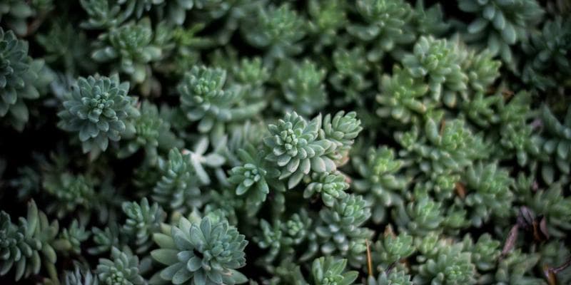 Evropské akcie zahájily obchodování v zeleném