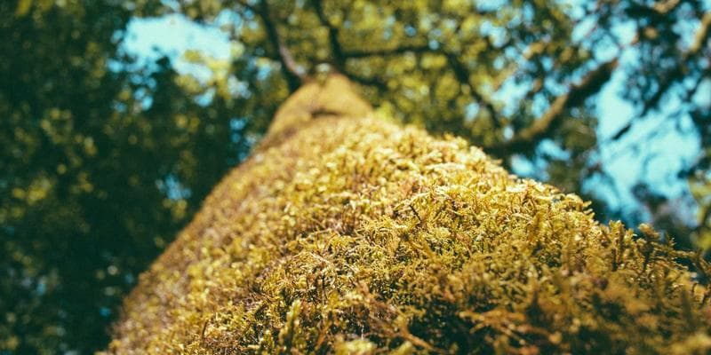 Deutsche Bank zvyšuje cílovou cenu pro Monetu