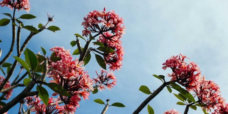 Deutsche Bank zvyšuje cílovou cenu pro Monetu