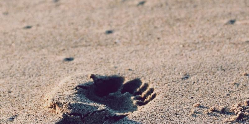 Koruna posílila vůči euru na 24,50 CZK/EUR