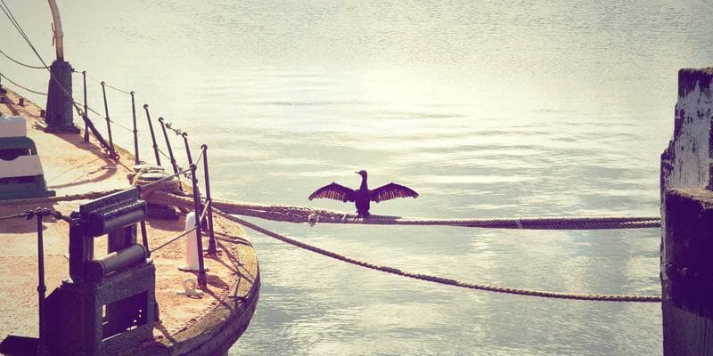 Dividendová sezóna začíná, komu se vyplatí investovat