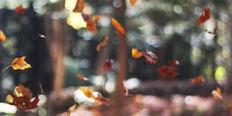 IPO společnosti Allegro láká investory