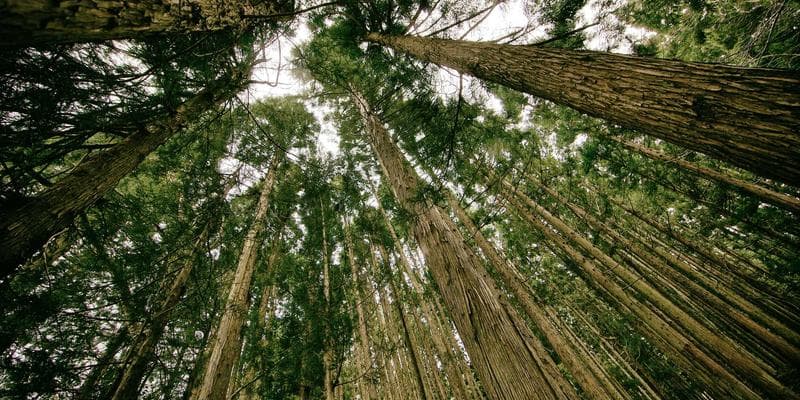 IPO společnosti Allegro láká investory