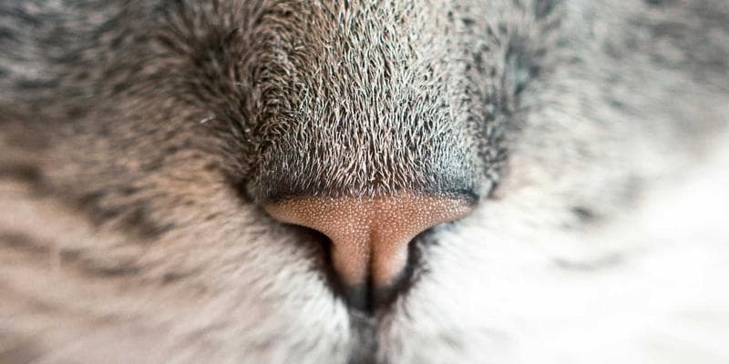 Deutsche Bank zvyšuje cílovou cenu pro Monetu