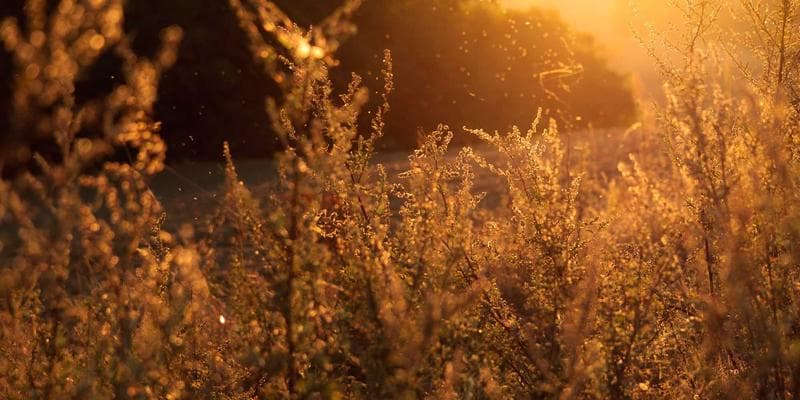 Dividendová sezóna začíná, komu se vyplatí investovat
