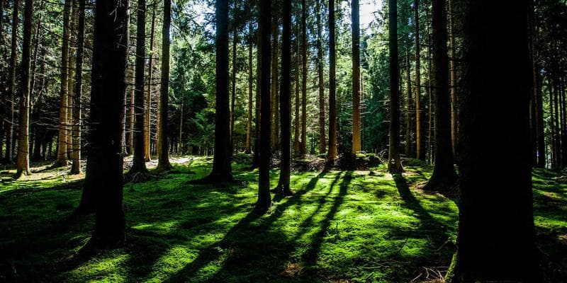 Dividendová sezóna začíná, komu se vyplatí investovat