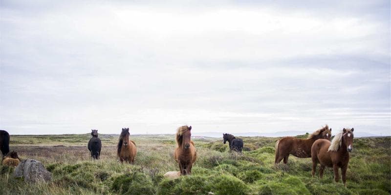 Cena ropy Brent klesla pod 80 dolarů za barel
