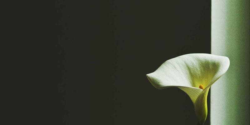 Koruna posílila vůči euru na 24,50 CZK/EUR