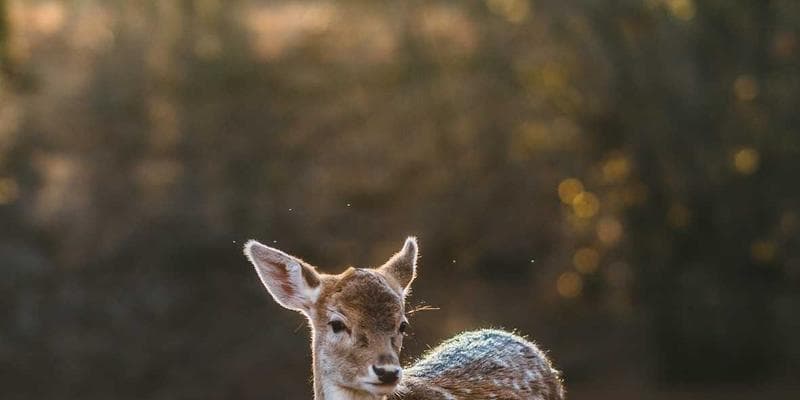 Fed ponechává úrokové sazby beze změny