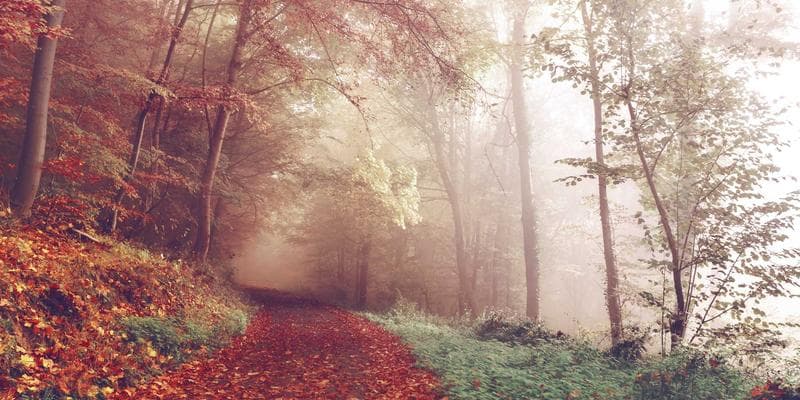 Koruna posílila vůči euru na 24,50 CZK/EUR