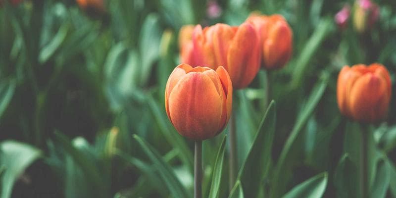 Polská zlotá zaznamenala prudký pád