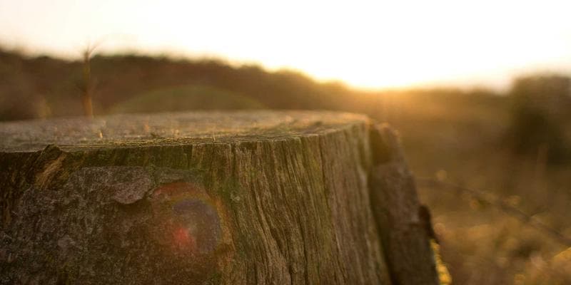 Dividendová sezóna začíná, komu se vyplatí investovat