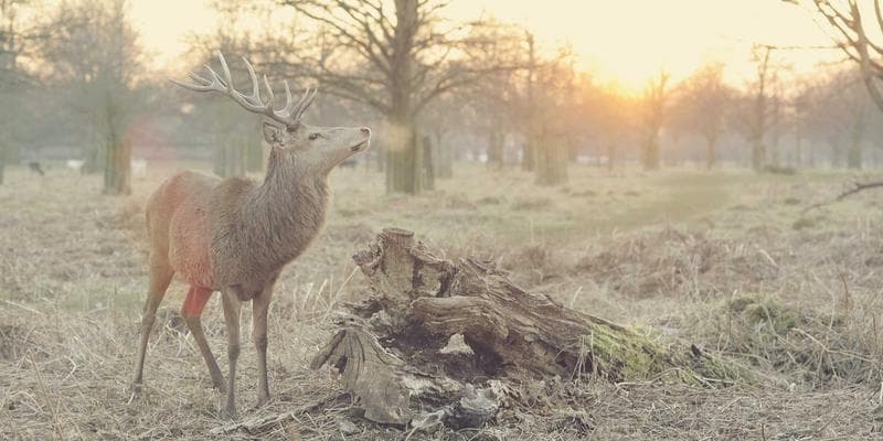 IPO společnosti Allegro láká investory
