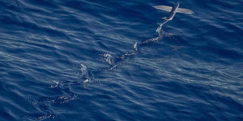 IPO společnosti Allegro láká investory