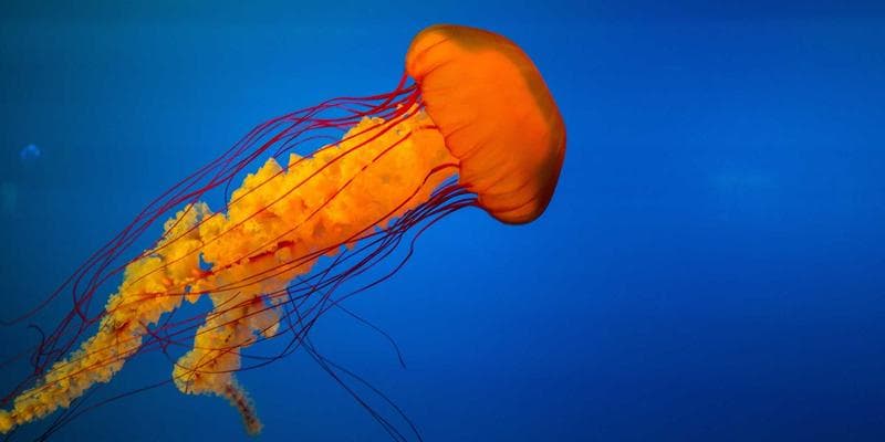 Cena ropy Brent klesla pod 80 dolarů za barel
