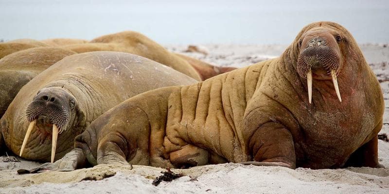 Deutsche Bank zvyšuje cílovou cenu pro Monetu