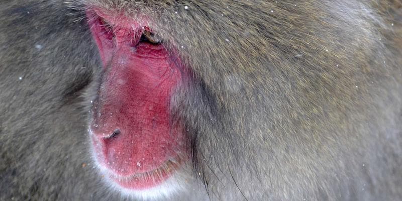 Dividendová sezóna začíná, komu se vyplatí investovat