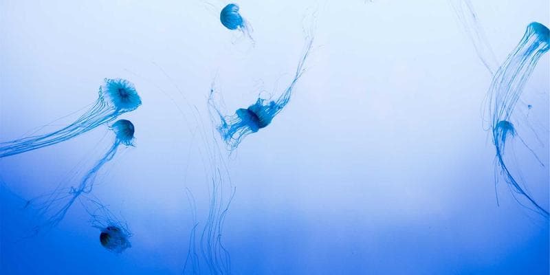 IPO společnosti Allegro láká investory